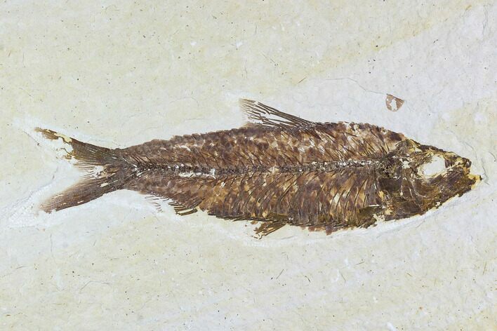 Fossil Fish Plate (Knightia) - Wyoming #108288
